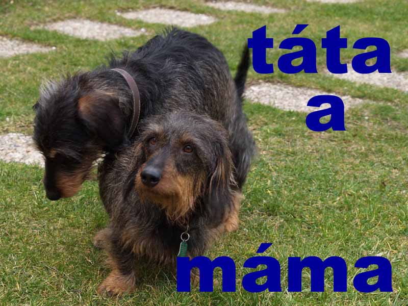 tátaMámaDNett.jpg